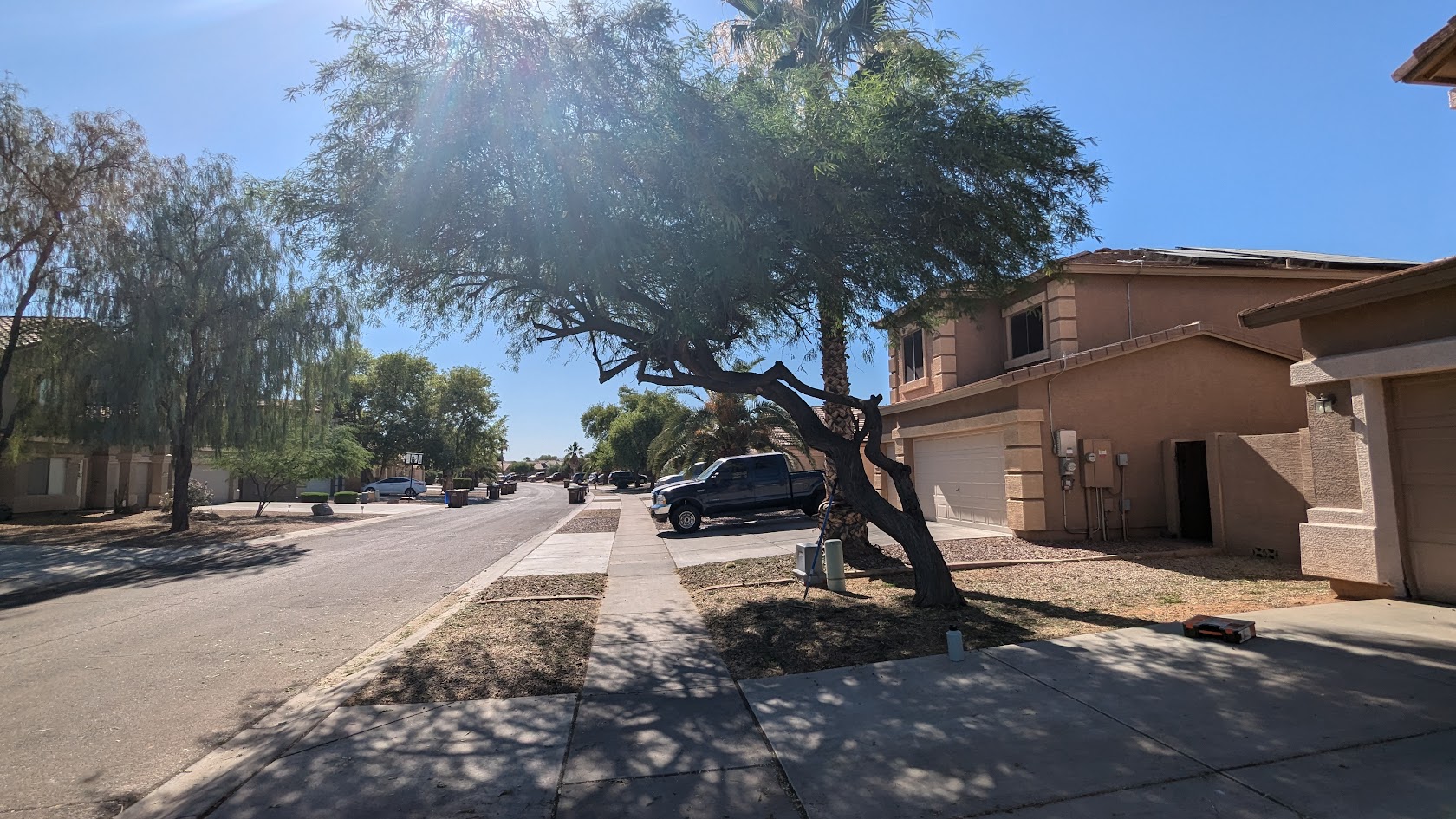 Tree Trimming3